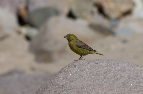 Greenish Yellow Finch (Sicalis olivascens), photo 7