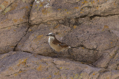 Cinclodes atacamensis