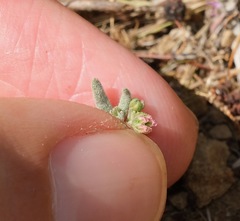 Eriogonum gracillimum