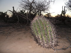 Ferocactus santa-maria