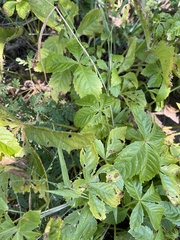 Cyphostemma barbosae