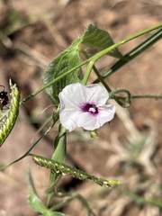 Ipomoea magnusiana