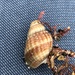 ムシロガイ