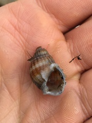 Nassarius livescens