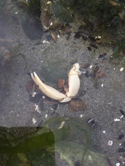 Metacarcinus gracilis