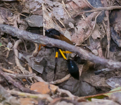 Sceliphron javanum petiolare