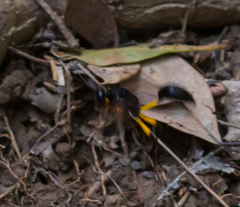 Sceliphron javanum petiolare