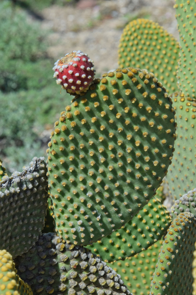 Opuntia microdasys