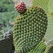 Opuntia microdasys - Photo (c) Frank Sengpiel, μερικά δικαιώματα διατηρούνται (CC BY), uploaded by Frank Sengpiel