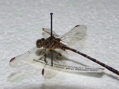 Zephyrogomphus lateralis