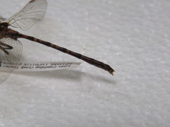 Zephyrogomphus lateralis