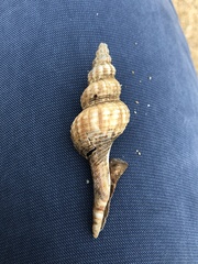 Fasciolariidae