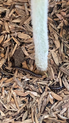 Asiomorpha coarctata