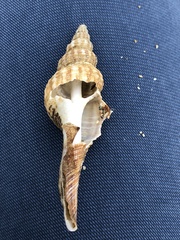 Fasciolariidae