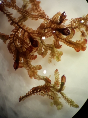Frullania rostrata