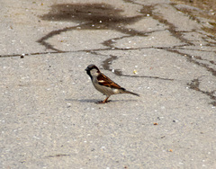 Passer domesticus