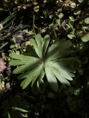 Eranthis hyemalis