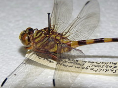 Ictinogomphus dobsoni