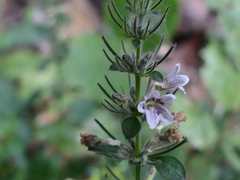 Haplanthodes tentaculatus