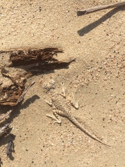 Phrynocephalus arabicus