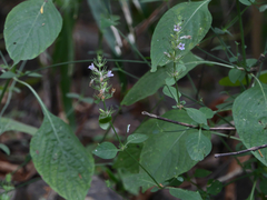 Haplanthodes tentaculatus