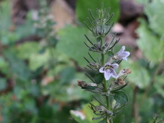 Haplanthodes tentaculatus