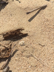 Phrynocephalus arabicus