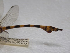 Ictinogomphus dobsoni