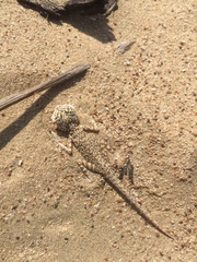 Phrynocephalus arabicus