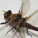 Western Petaltail - Photo (c) Andrew Wallace, some rights reserved (CC BY-NC), uploaded by Andrew Wallace