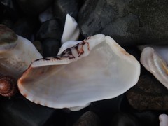 Lamarcka ventricosa