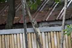 Callosciurus finlaysonii