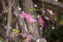 Bougainvillea spectabilis