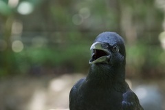 Corvus macrorhynchos