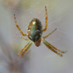 Novaranea queribunda