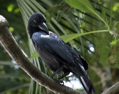 Corvus macrorhynchos