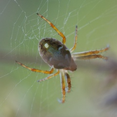 Novaranea queribunda
