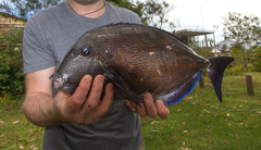 Prionurus maculatus