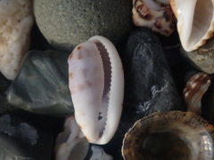 Talostolida pellucens