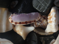 Talostolida pellucens