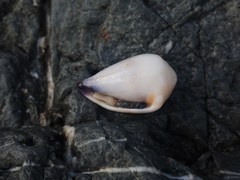 Conus sponsalis