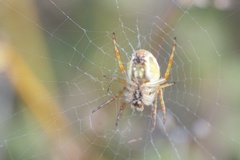 Novaranea queribunda