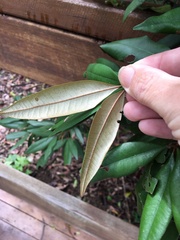 Heritiera trifoliolata