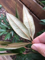 Heritiera trifoliolata