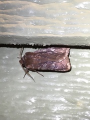 Cerastis tenebrifera