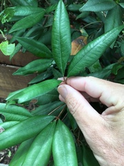 Heritiera trifoliolata