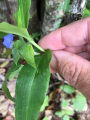 Commelina ensifolia