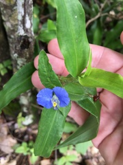 Commelina ensifolia