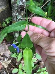 Commelina ensifolia