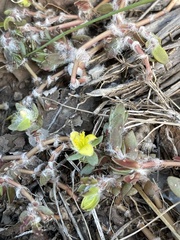 Portulaca quadrifida